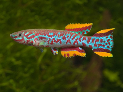 Fundulopanchax gardneri nigerianus Fundulopanchax gardneri nigerianus